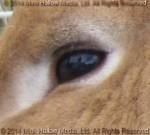 eye 
