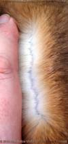 fur 