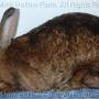 ook-2008-07-04_16-32-46_001.jpg