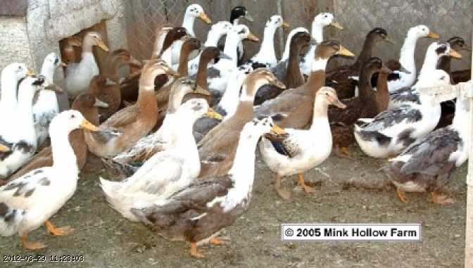 04au044.jpg