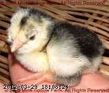 080410- 2008-04-10 015.jpg