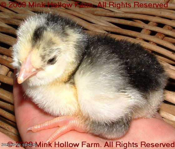 080410- 2008-04-10 015.jpg