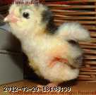 080410- 2008-04-10 019.jpg