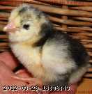 080410- 2008-04-10 022.JPG