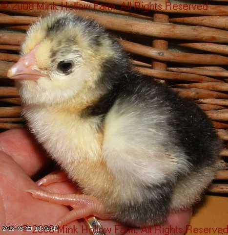 080410- 2008-04-10 022.JPG