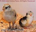 080410- 2008-04-10 029.JPG