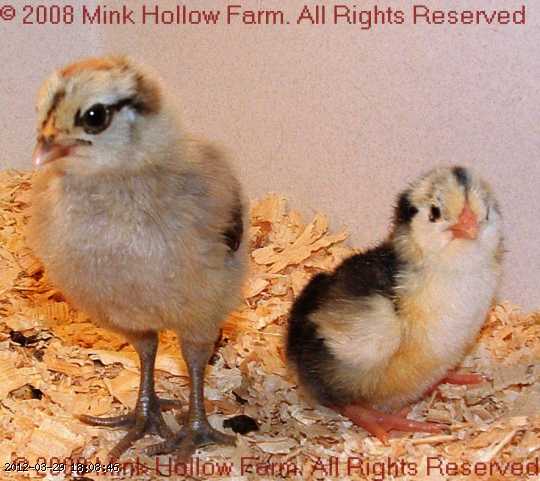 080410- 2008-04-10 029.JPG