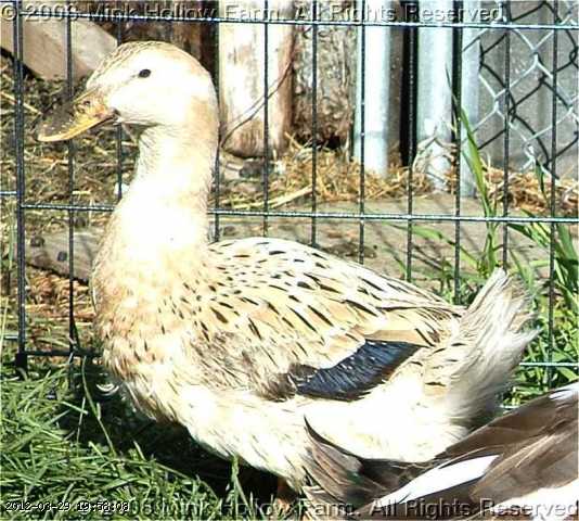 2008-06-08 041-ethel.JPG