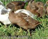 2008-06-08 035-kc.JPG