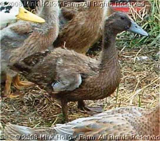 2008-06-20 034-kc.JPG