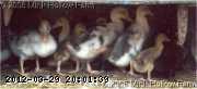 05-ducklings-2_w.jpg