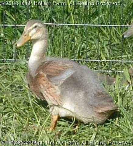 2008-06-08 036-sx.JPG