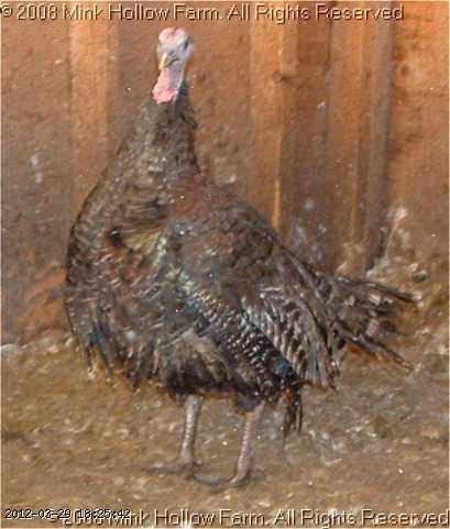 Turkeys/