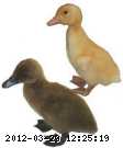 ducklings-4.gif