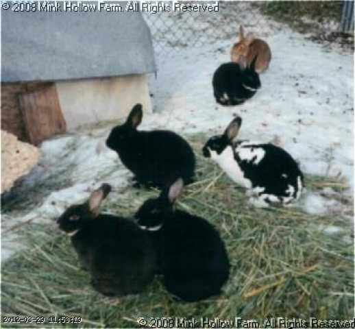 sm-rabbits-jan-97.jpg