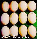 egg-bg-1.jpg