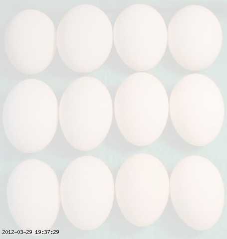 egg-bg-2.jpg