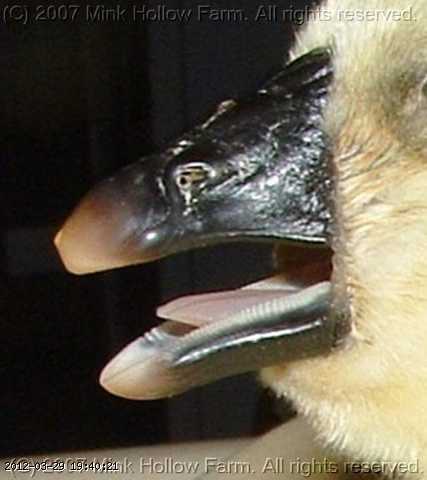goose-bill.jpg