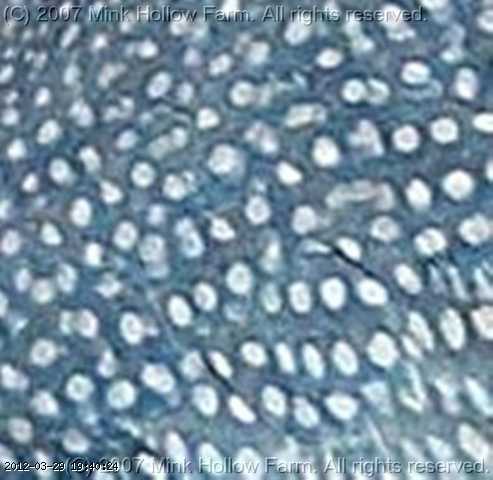 guinea-feathers2.jpg