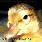 tooth-04-03-30 047b.jpg