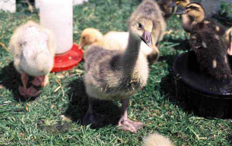 baby-goose-3.jpg