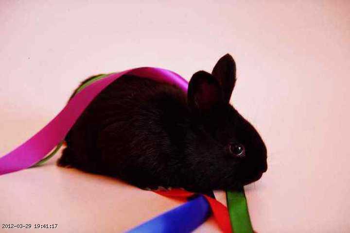bunny-black.jpg