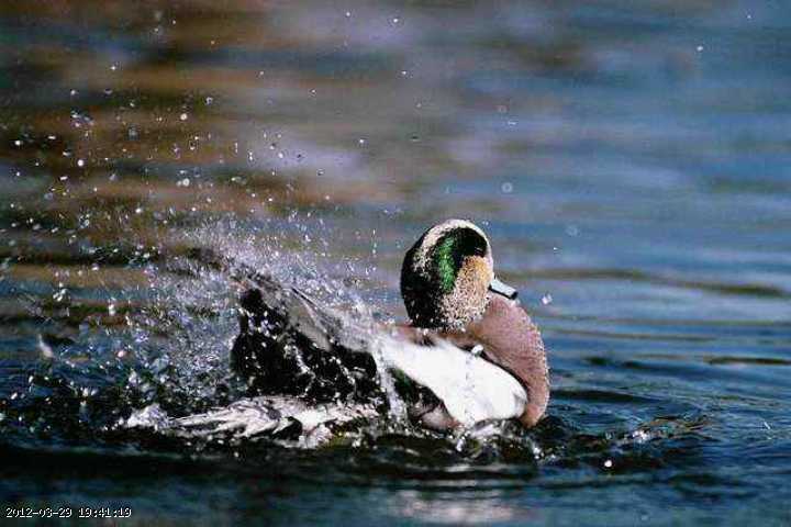 duck-splash.jpg