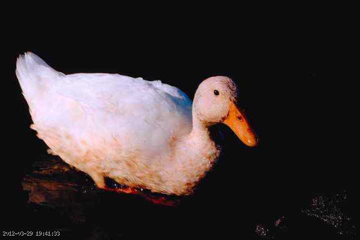 white-duck.jpg