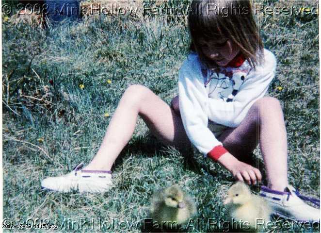 1994-Bailey-goslings.jpg