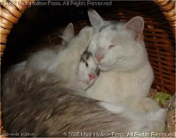 2004-kipa-wed-04-05-01 065.jpg