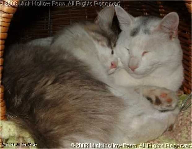 2004-kipa-wed-04-05-01 069.jpg