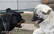 2009-07-06_12-16-17_001 img_0061.jpg