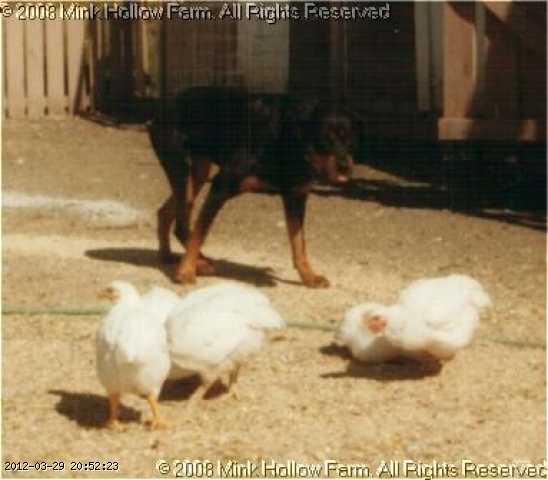 1996-danka-chickens.jpg