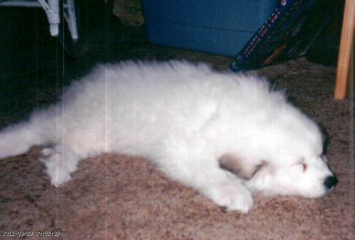 1997-scanner-1.jpg