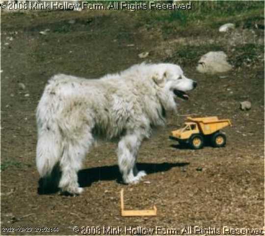 scanner-26-5-02.jpg