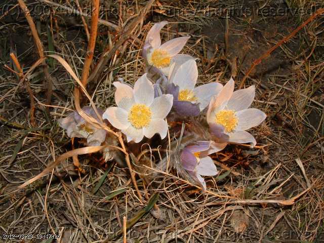 anemone_05-apr 254.jpg