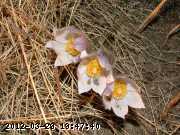 anemone_05-apr 255.jpg