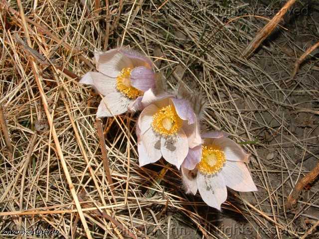 anemone_05-apr 255.jpg