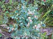 buckbrush_06-july013.jpg