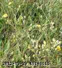 buttercup_prairie_06-july027.jpg