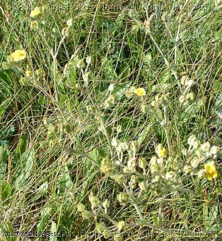 buttercup_prairie_06-july027.jpg