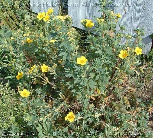 cinquefoil_06-july036.jpg