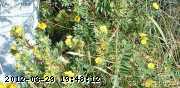 cinquefoil_shrubby_06-july034_.jpg