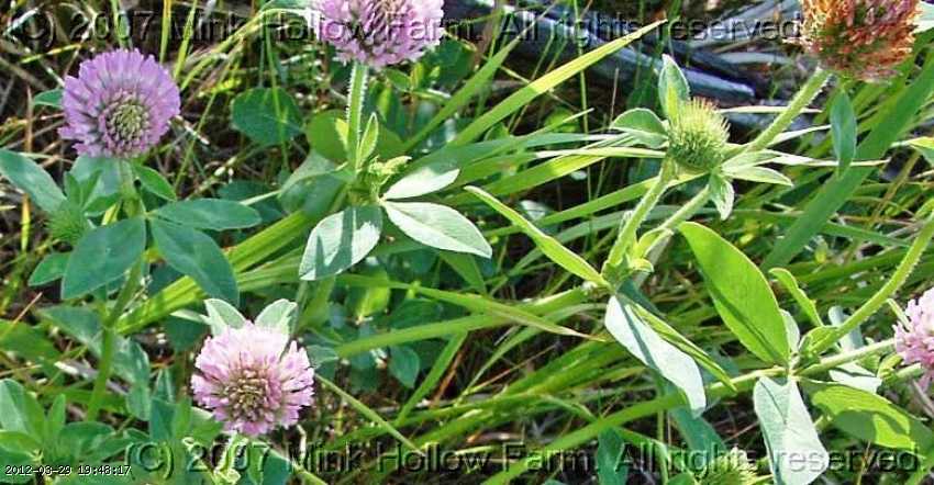 clover_06-july012.jpg