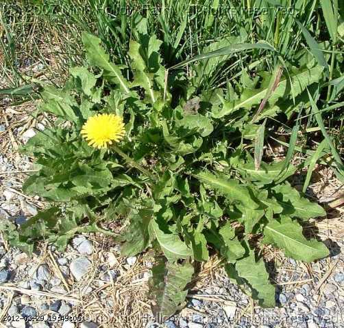 dandelion_06-july016_edited.jpg