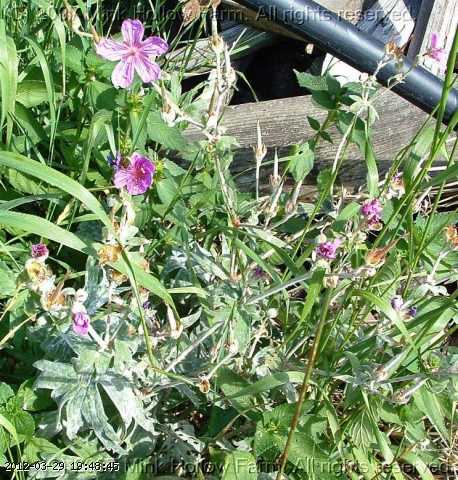 geranium_sticky_06-july041.jpg