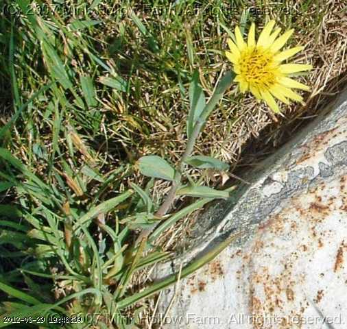 goats-beard-06-july032_edited.jpg