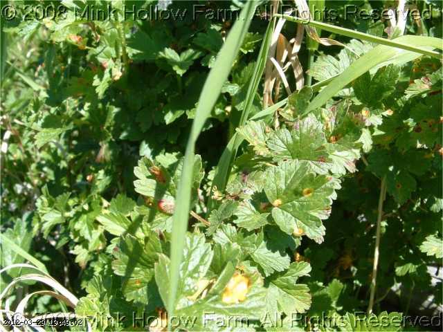 gooseberry-2008-06-28-032.jpg