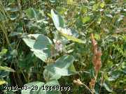 honeysuckle_06-july003.jpg