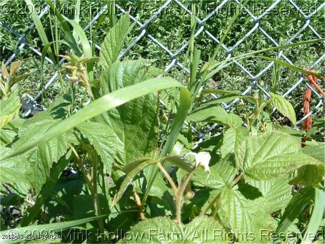 raspberry-2008-06-28-017.jpg
